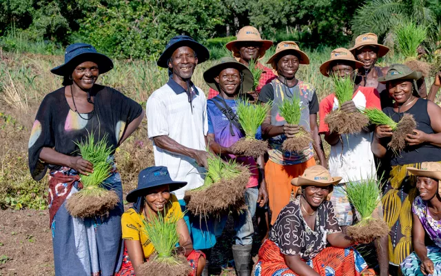 اجتمع أعضاء مختلف التعاونيات من روكوبر (Rokupr) لعرض ما تعلموه حول زراعة الأرزّ بخطوط مستقيمة في حقل أرز تابع لمزرعة معهد سيراليون للبحوث الزراعية.